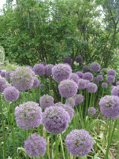 Allium giganteum